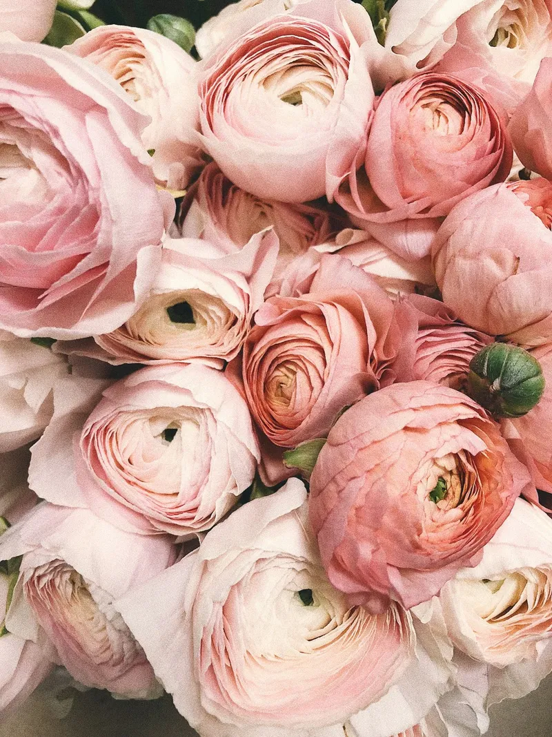 Fleuriste Les Pivoines, Fleuriste