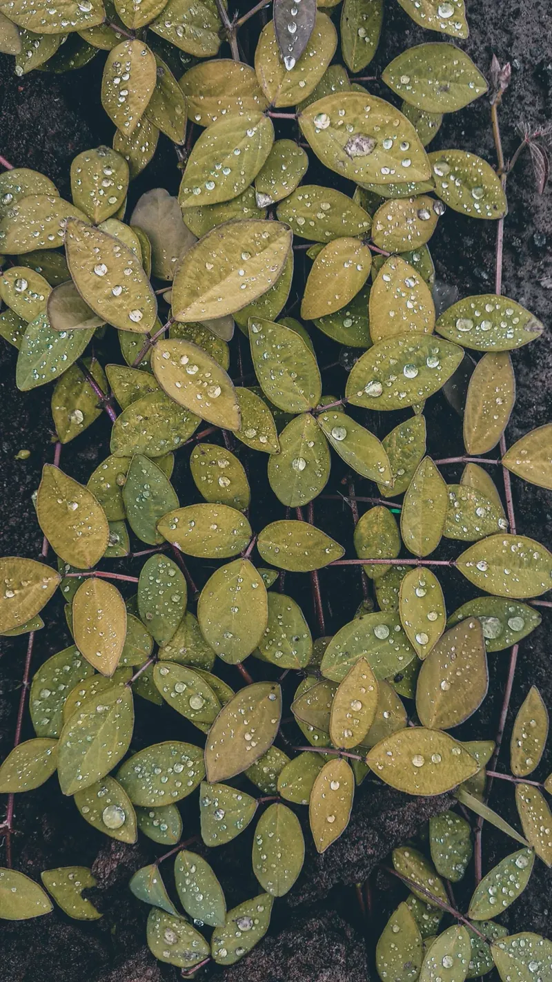 Photographie de Fleuriste Les Pivoines
